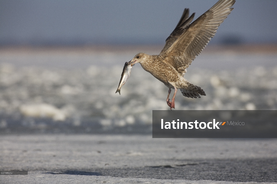 Gran Gaviota sombría (Larus marinus) volando con capturados peces, mar Báltico, Alemania