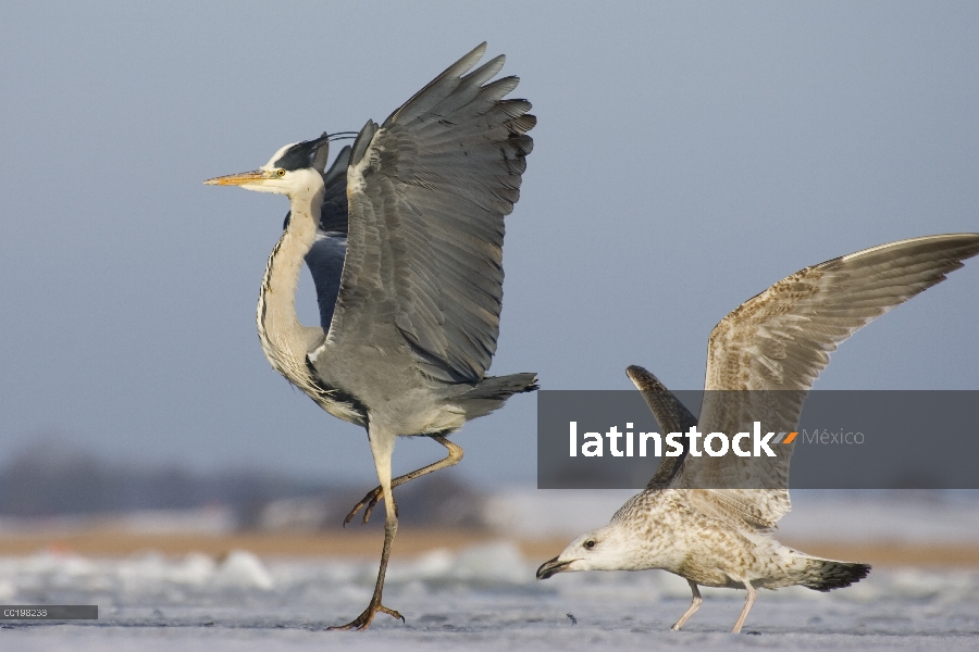 Heron gris (Ardea cinerea) y gaviota joven de Gavión (Larus marinus), Usedom, Alemania