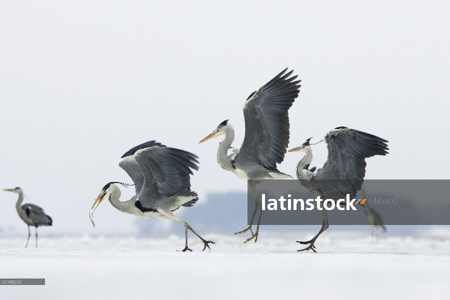 Trío de Heron gris (Ardea cinerea) peleando por pescado, Usedom, Alemania