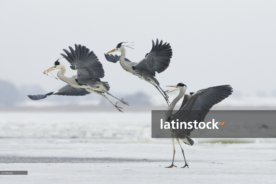 Trío de Heron gris (Ardea cinerea) peleando por pescado, Usedom, Alemania