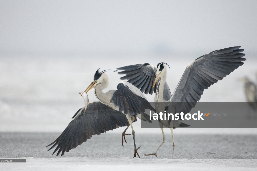 Par de garzas (Ardea cinerea) peleando por pescado, Usedom, Alemania