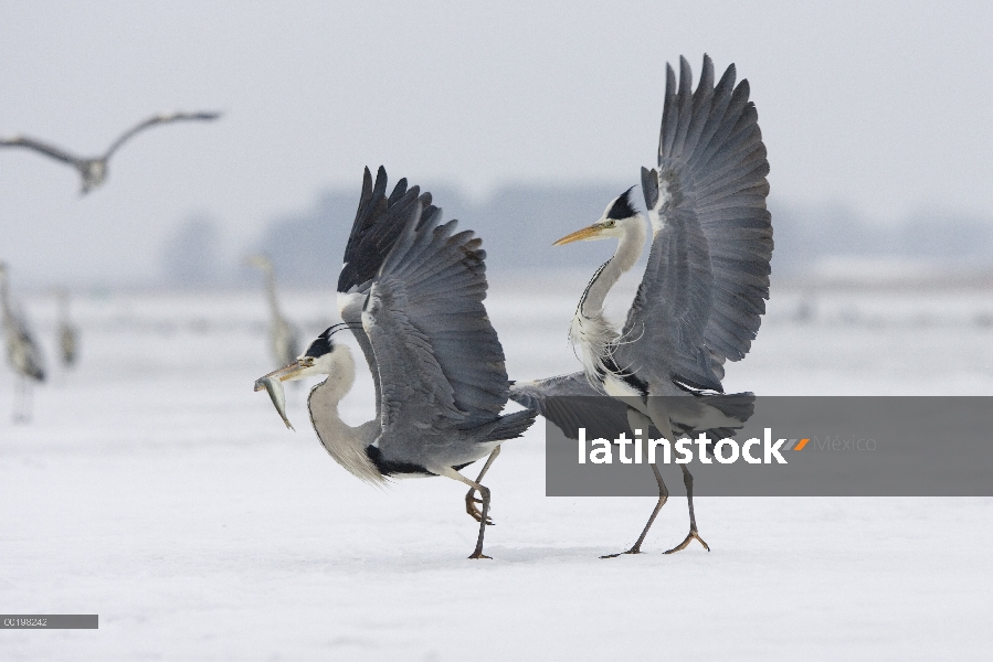 Par de garzas (Ardea cinerea) peleando por pescado, Usedom, Alemania