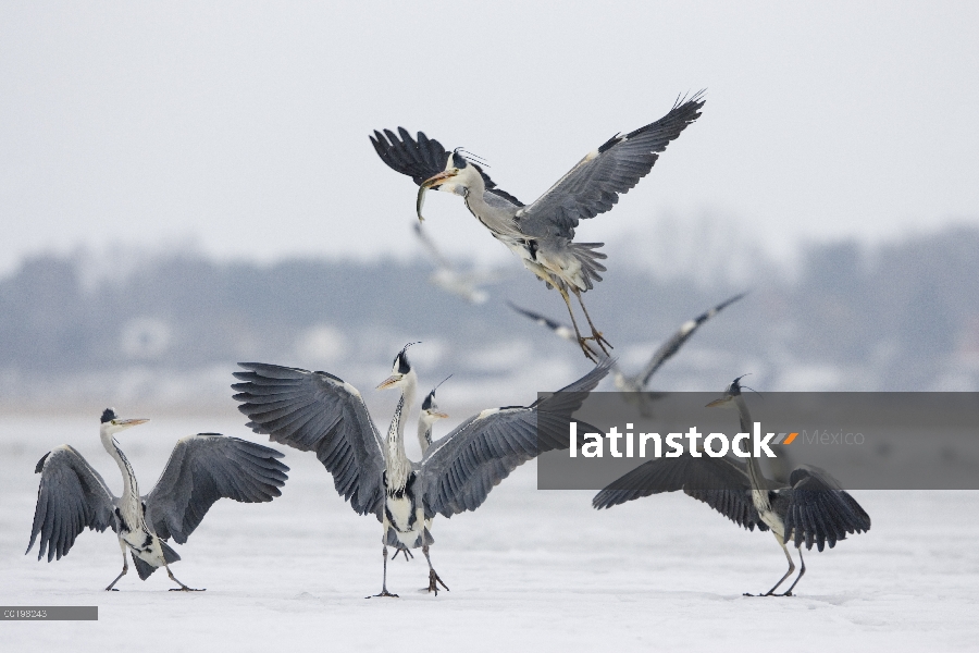 Grupo Heron gris (Ardea cinerea) peleando por pescado, Usedom, Alemania