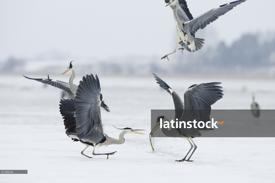 Grupo Heron gris (Ardea cinerea) peleando por pescado, Usedom, Alemania