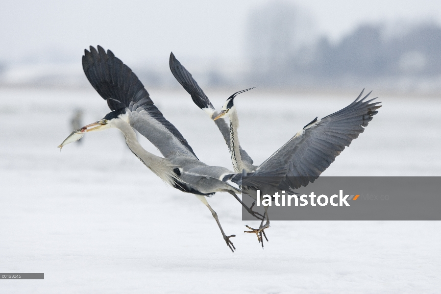 Par de garzas (Ardea cinerea) peleando por pescado, Usedom, Alemania