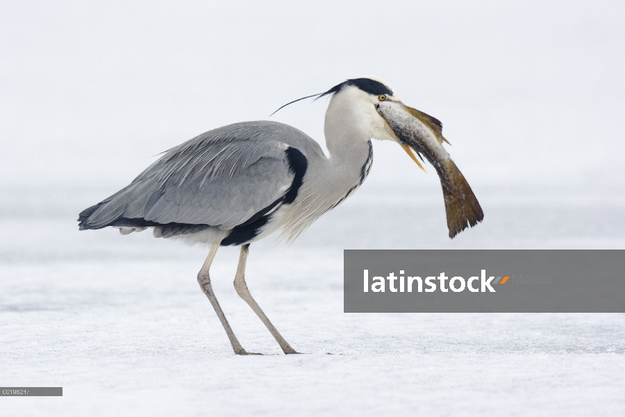 Heron gris (Ardea cinerea) tratando de tragar peces grandes, Usedom, Alemania