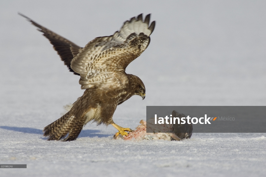 Ratonero común (Buteo buteo) alimentándose de peces, Alemania