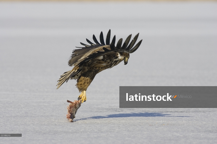 Águila blanco-atada (Albicilla de Haliaeetus) despegando con peces, Alemania