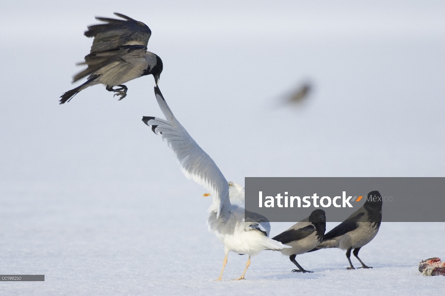 Con capucha Crow (Corvus cornix) fastidiar una gaviota argéntea (Larus argentatus), Alemania