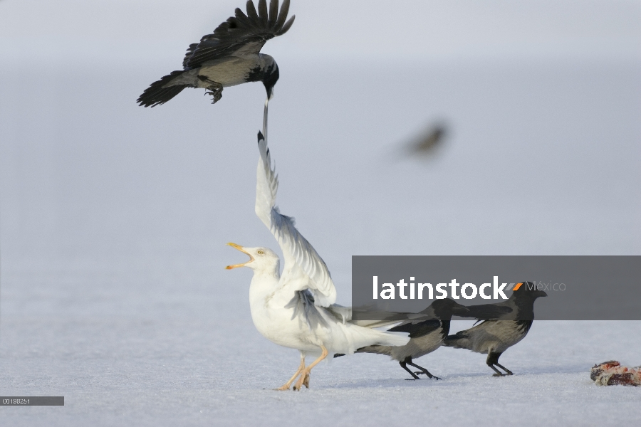 Con capucha Crow (Corvus cornix) fastidiar una gaviota argéntea (Larus argentatus), Alemania