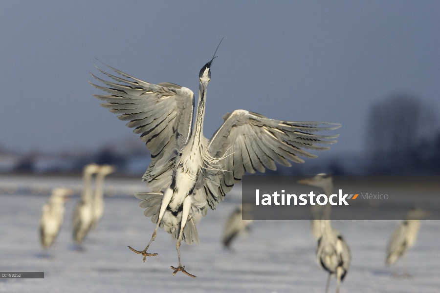 Heron gris (Ardea cinerea), aterrizaje, Usedom, Alemania