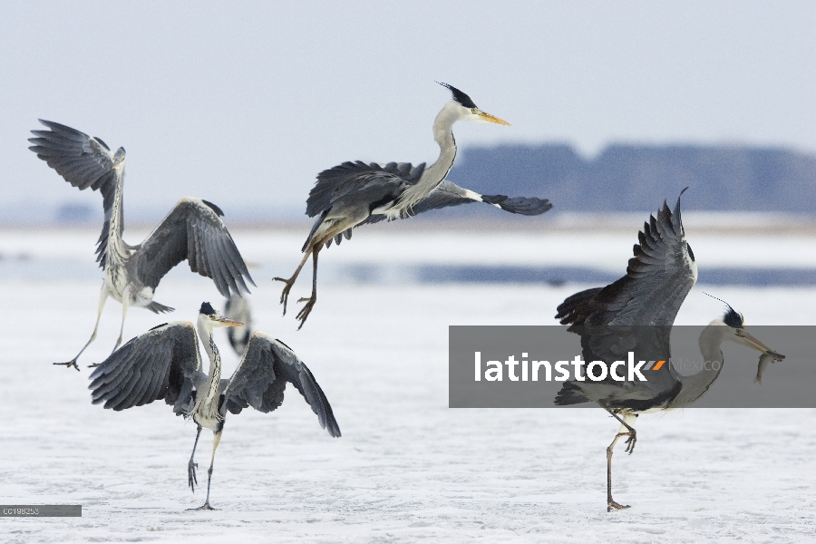 Grupo Heron gris (Ardea cinerea) peleando por pescado, Usedom, Alemania