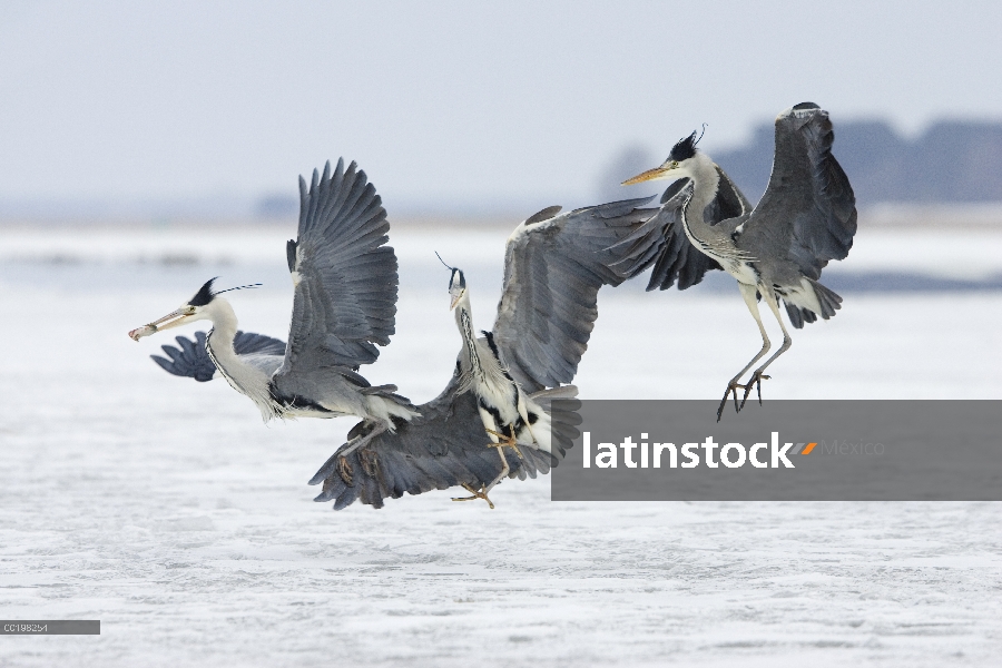 Trío de Heron gris (Ardea cinerea) peleando por pescado, Usedom, Alemania