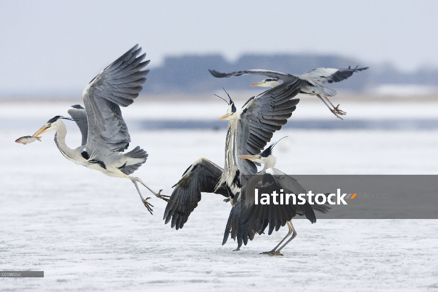 Grupo Heron gris (Ardea cinerea) peleando por pescado, Usedom, Alemania