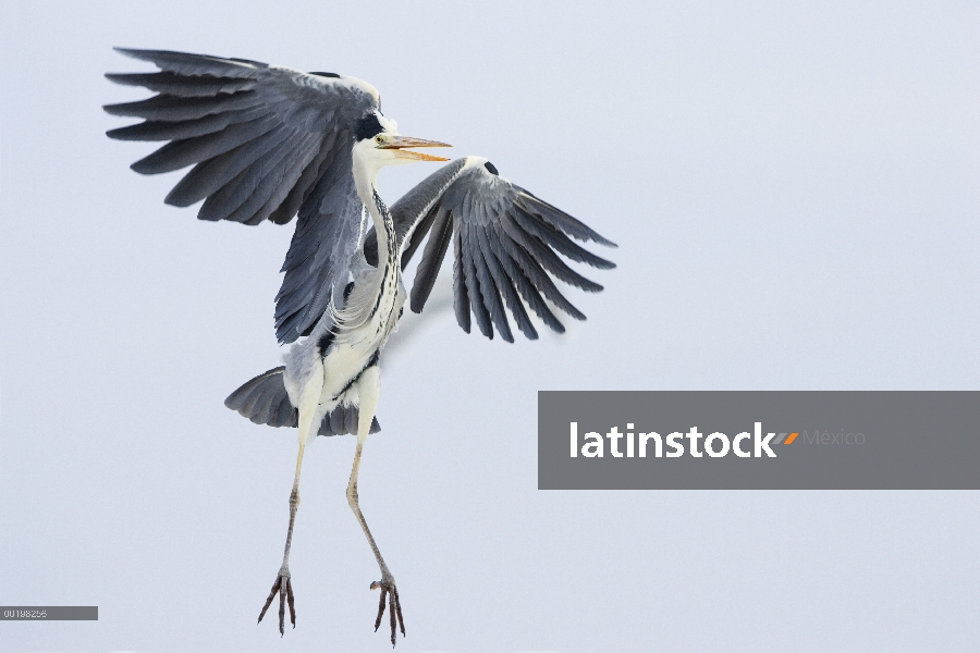 Heron gris (Ardea cinerea), aterrizaje, Usedom, Alemania