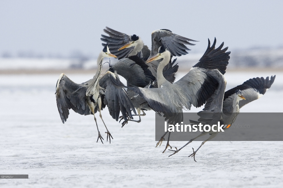 Grupo de Heron gris (Ardea cinerea) lucha, Usedom, Alemania