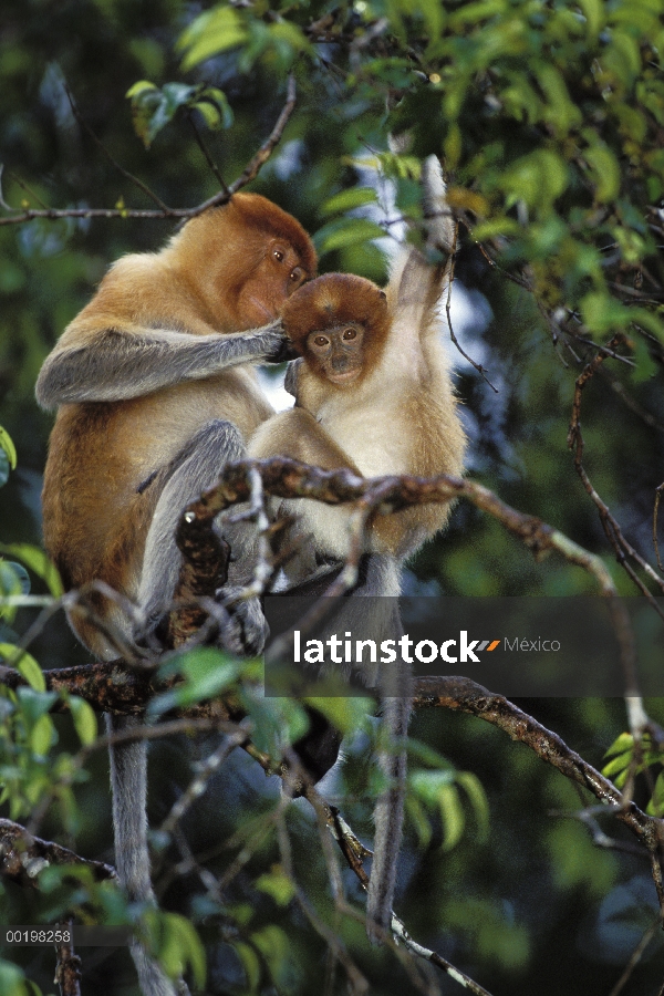 Mono narigudo (Nasalis larvatus) madre bebé cuidado personal, en peligro de extinción, Borneo