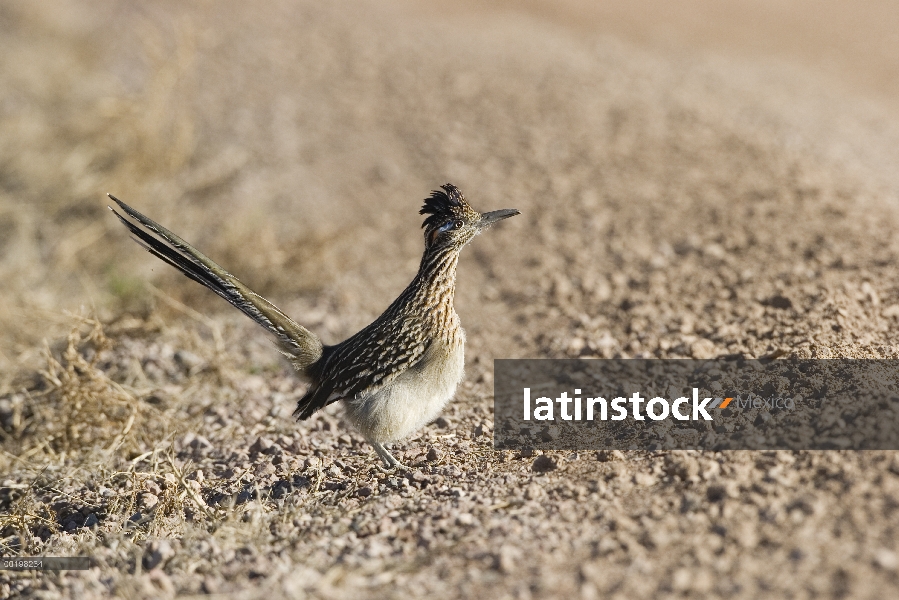 Mayor Correcaminos (Geococcyx californianus) al lado de camino de tierra, Nuevo México