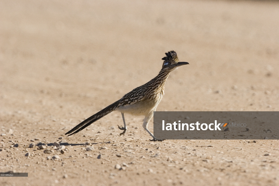 Mayor Correcaminos (Geococcyx californianus) en camino de tierra, Nuevo México