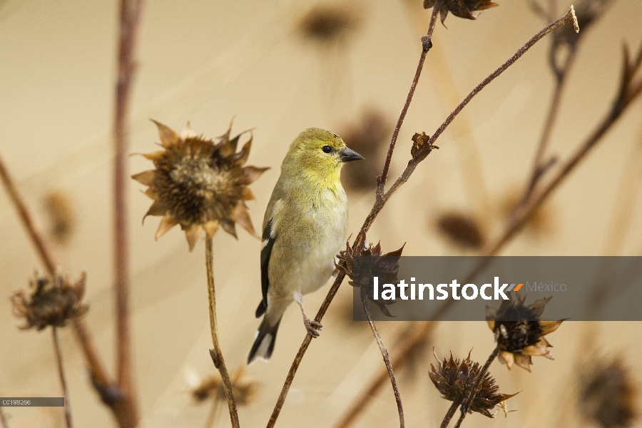 Jilguero americano (Carduelis tristis) alimentándose de semillas de flores secas en invierno, Nuevo 