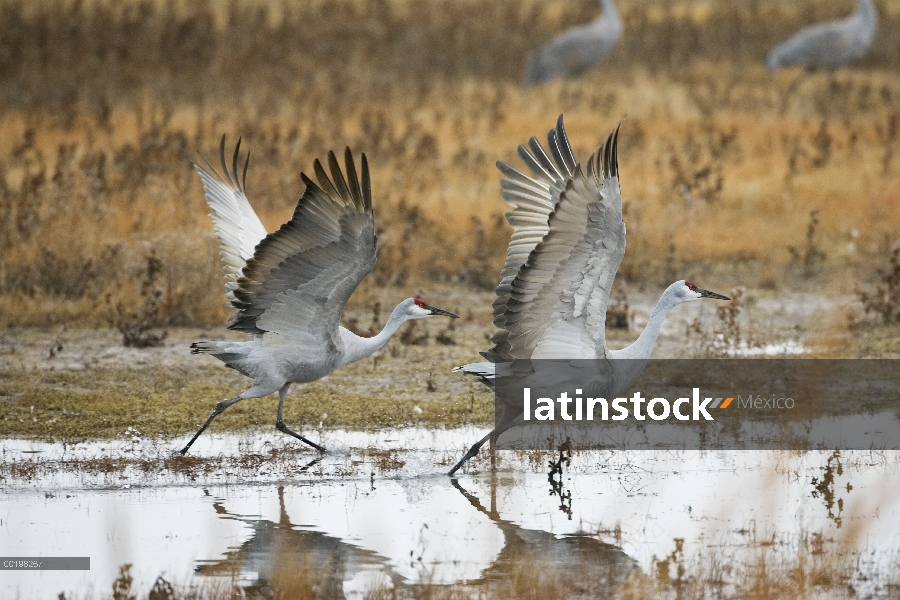 Sandhill Crane (Grus canadensis) par tomar vuelo, Bosque del Apache National Wildlife refugio, Nuevo