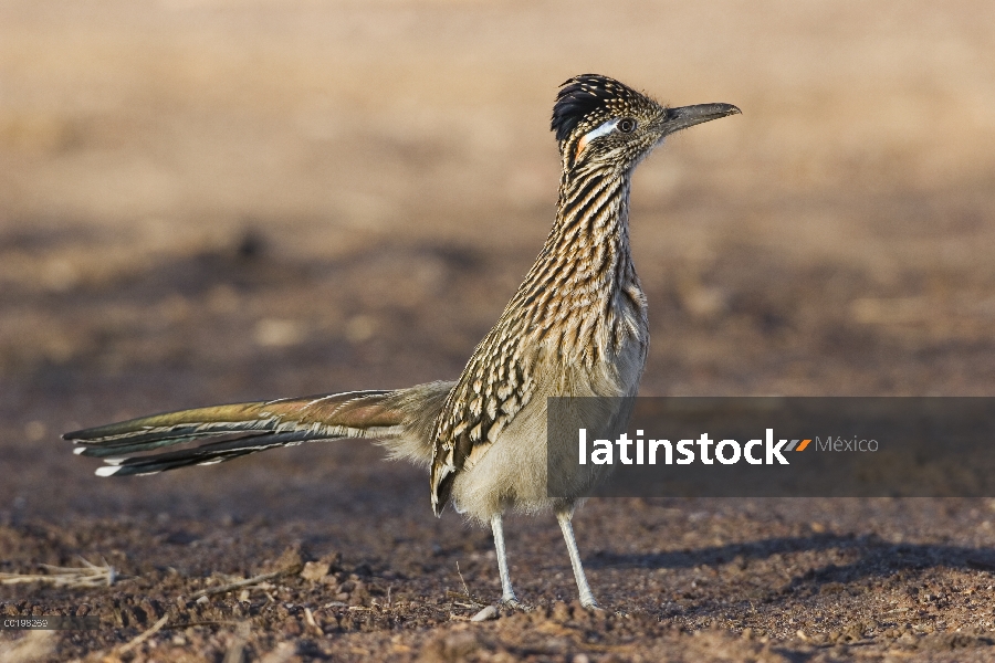 Mayor Perfil de Correcaminos (Geococcyx californianus), Nuevo México