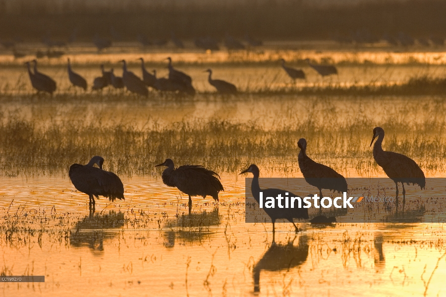 Sandhill Crane (Grus canadensis) rebaño vadeando a través del humedal, Bosque del Apache National Wi