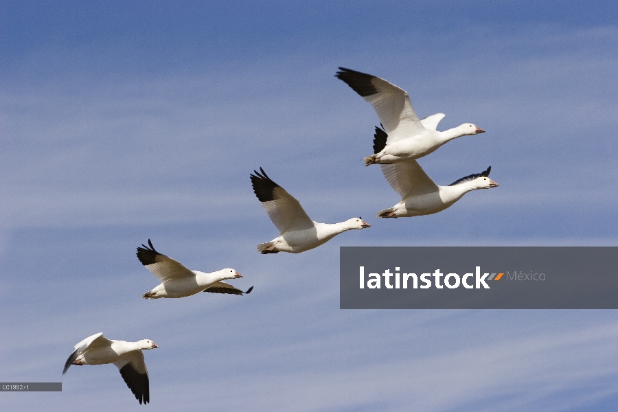 Ganso de la nieve (Chen caerulescens) bandada volando, Bosque del Apache National Wildlife refugio, 