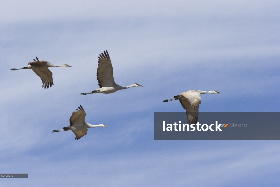 Sandhill Crane (Grus canadensis) bandada volando en formación durante la migración, Bosque del Apach