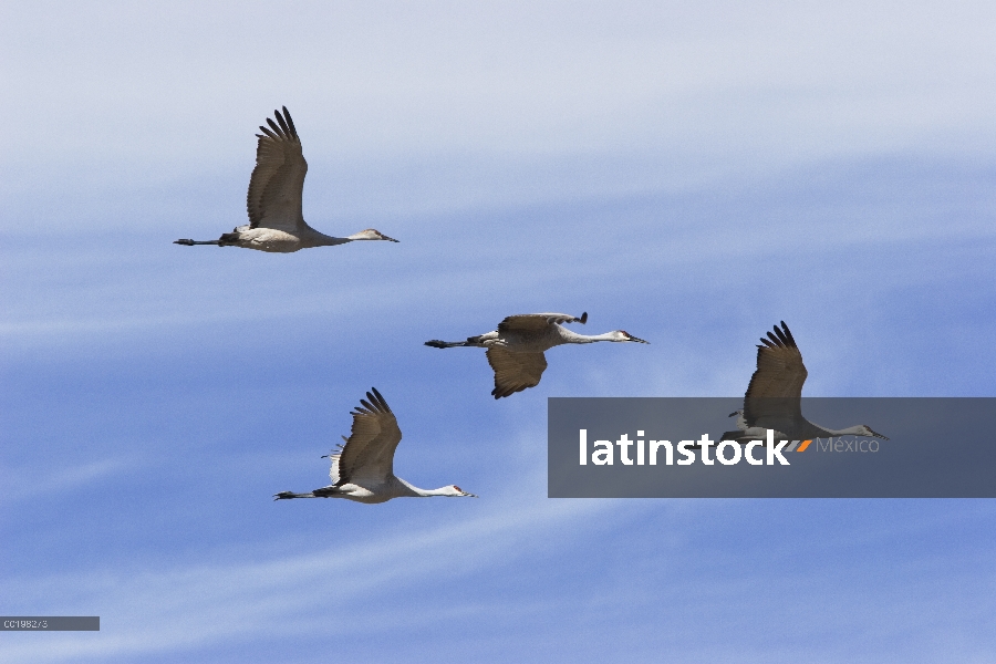 Sandhill Crane (Grus canadensis) bandada volando en formación durante la migración, Bosque del Apach