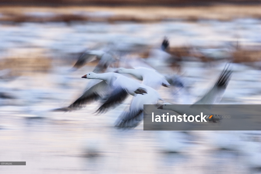 Ganso de la nieve (Chen caerulescens) bandada volando sobre humedales, Bosque del Apache National Wi