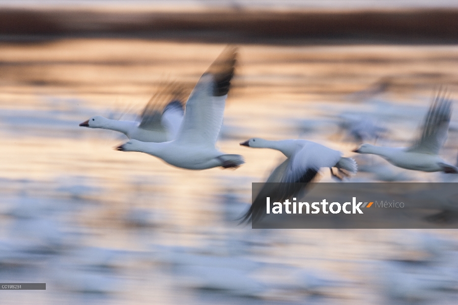 Ganso de la nieve (Chen caerulescens) bandada volando sobre humedales, Bosque del Apache National Wi