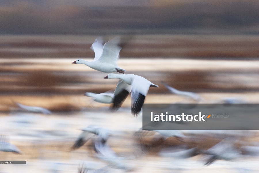 Ganso de la nieve (Chen caerulescens) bandada volando sobre humedales, Bosque del Apache National Wi