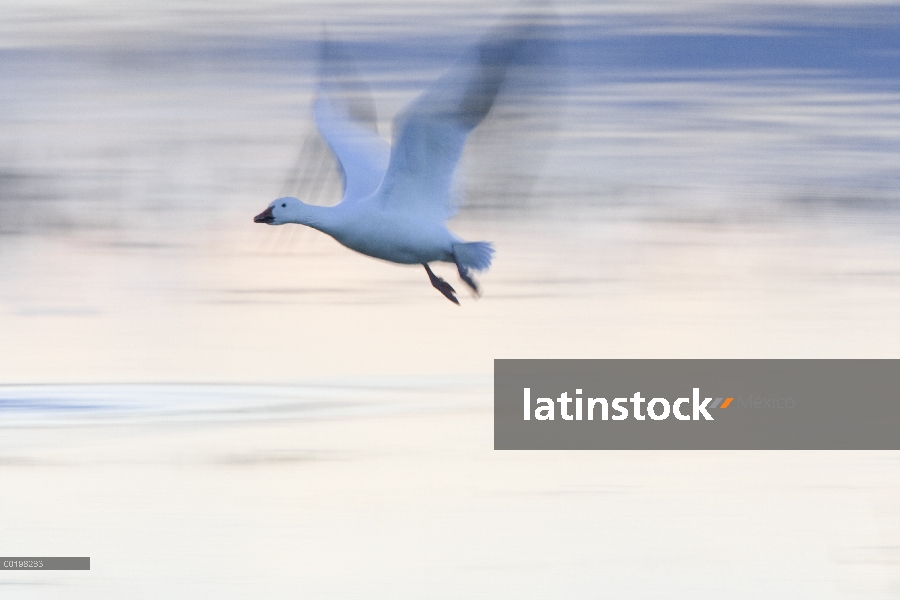 Ganso de la nieve (Chen caerulescens) volando sobre el humedal, Bosque del Apache National Wildlife 