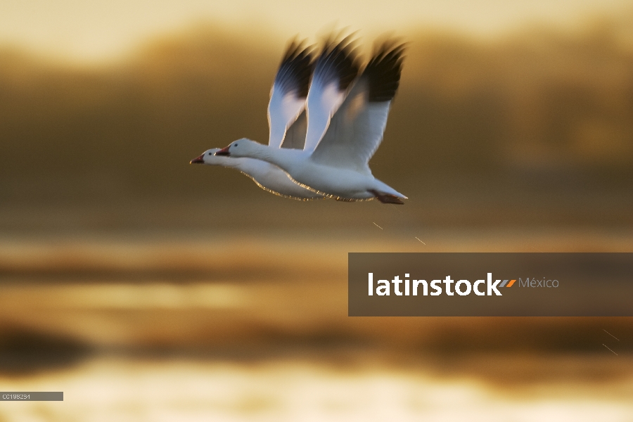 Par de ganso (Chen caerulescens) volando sobre el humedal, Bosque del Apache National Wildlife refug