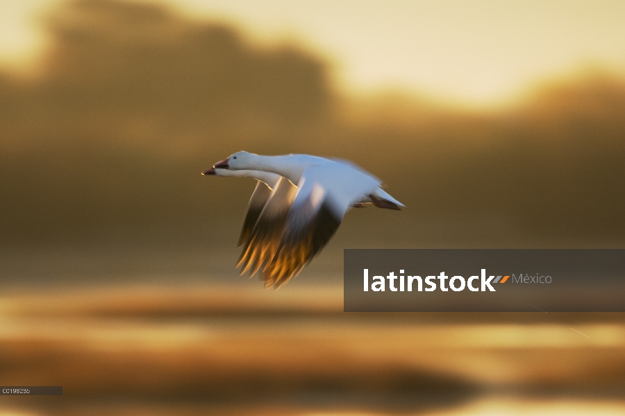 Par de ganso (Chen caerulescens) volando sobre el humedal, Bosque del Apache National Wildlife refug