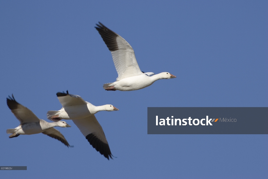 Trío de ganso de la nieve (Chen caerulescens) volando, Bosque del Apache National Wildlife refugio, 