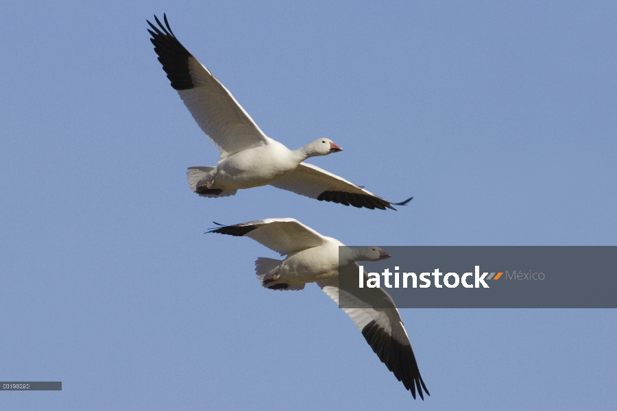 Par de ganso (Chen caerulescens) volando, Bosque del Apache National Wildlife refugio, Nuevo México 