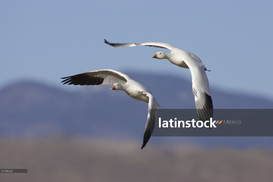 Par de ganso (Chen caerulescens) volando, Bosque del Apache National Wildlife refugio, Nuevo México 