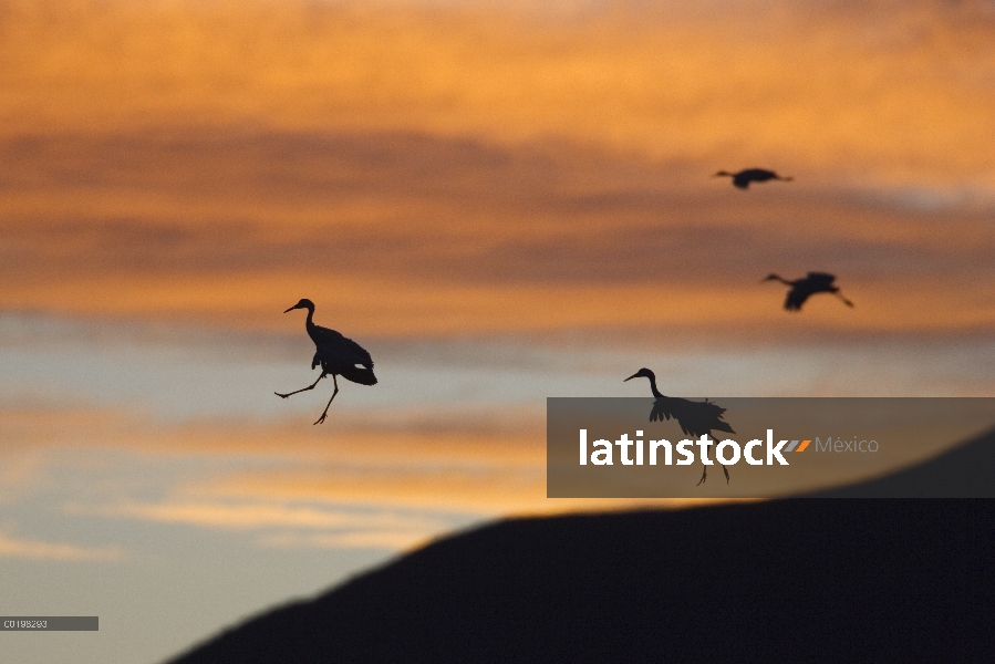 Sandhill Crane (Grus canadensis) cuatro aterrizaje al atardecer, Bosque del Apache National Wildlife