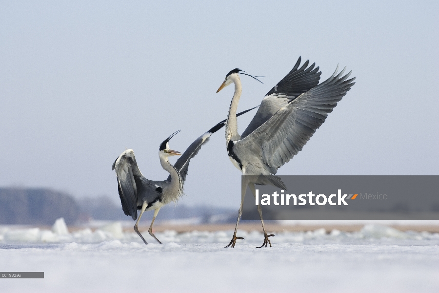 Par de garzas (Ardea cinerea) lucha, Usedom, Alemania