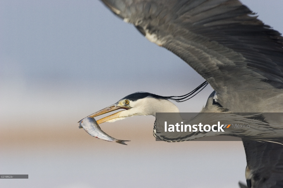 Heron gris (Ardea cinerea) volando con peces de pico, Usedom, Alemania