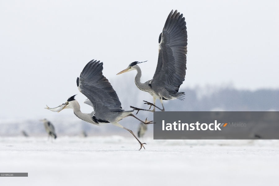 Par de garzas (Ardea cinerea) disputan recién capturado peces presa, Usedom, Alemania