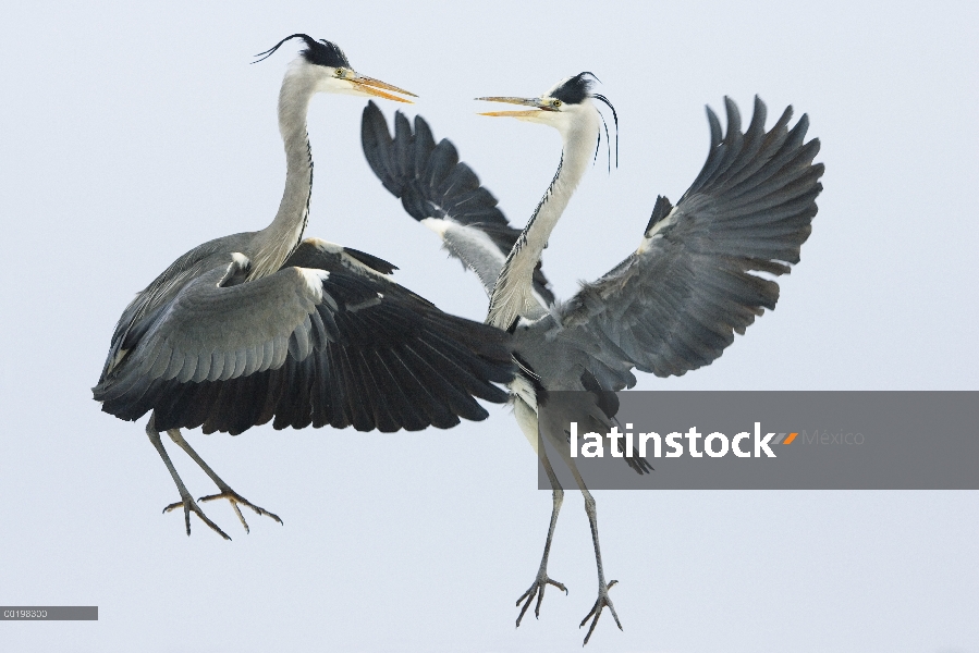 Par de garzas (Ardea cinerea) peleando por un pescado, Usedom, Alemania