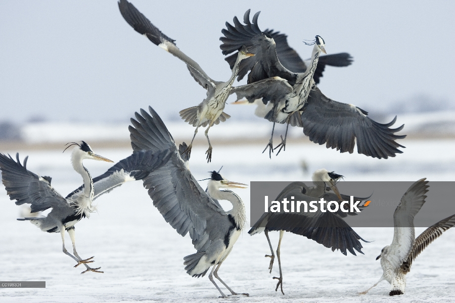 Grupo Heron gris (Ardea cinerea) de cinco que compiten con una gaviota solitaria para un fih, Usedom