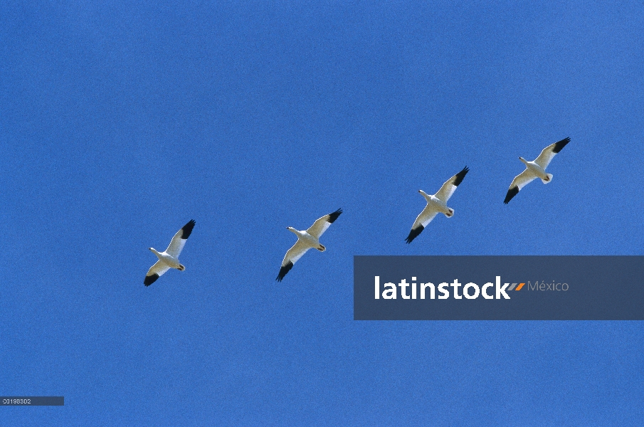 Ganso de la nieve (Chen caerulescens) rebaño de vuelo durante la migración, Bosque del Apache Nation