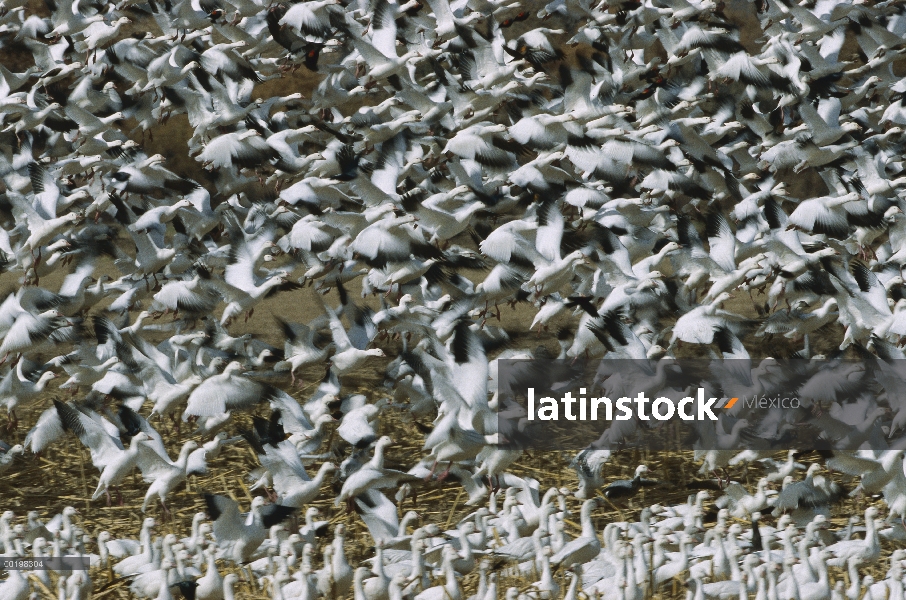 Rebaño de ganso de la nieve (Chen caerulescens) parando en Bosque del Apache National Wildlife refug