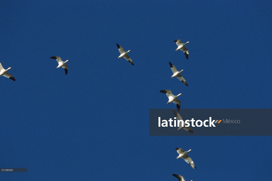 Ganso de la nieve (Chen caerulescens) rebaño de vuelo durante la migración, Bosque del Apache Nation