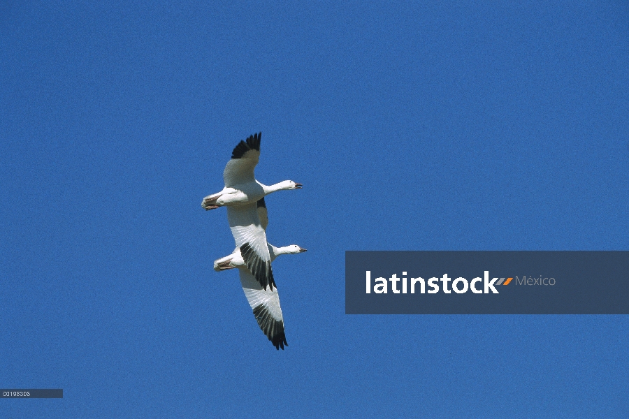 Par de ganso (Chen caerulescens) vuelo durante la migración, Bosque del Apache National Wildlife ref