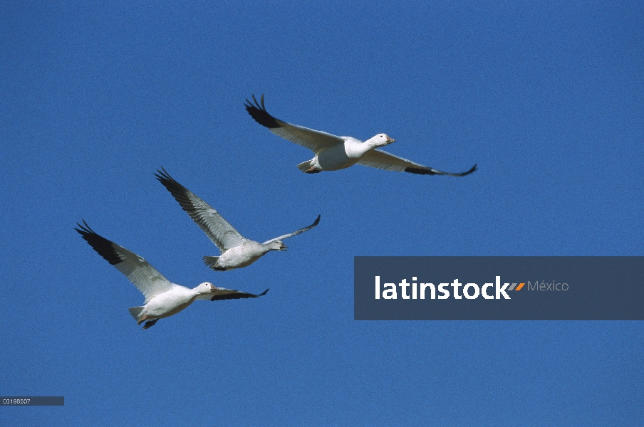 Ganso de la nieve (Chen caerulescens) trío de vuelo durante la migración, Bosque del Apache National